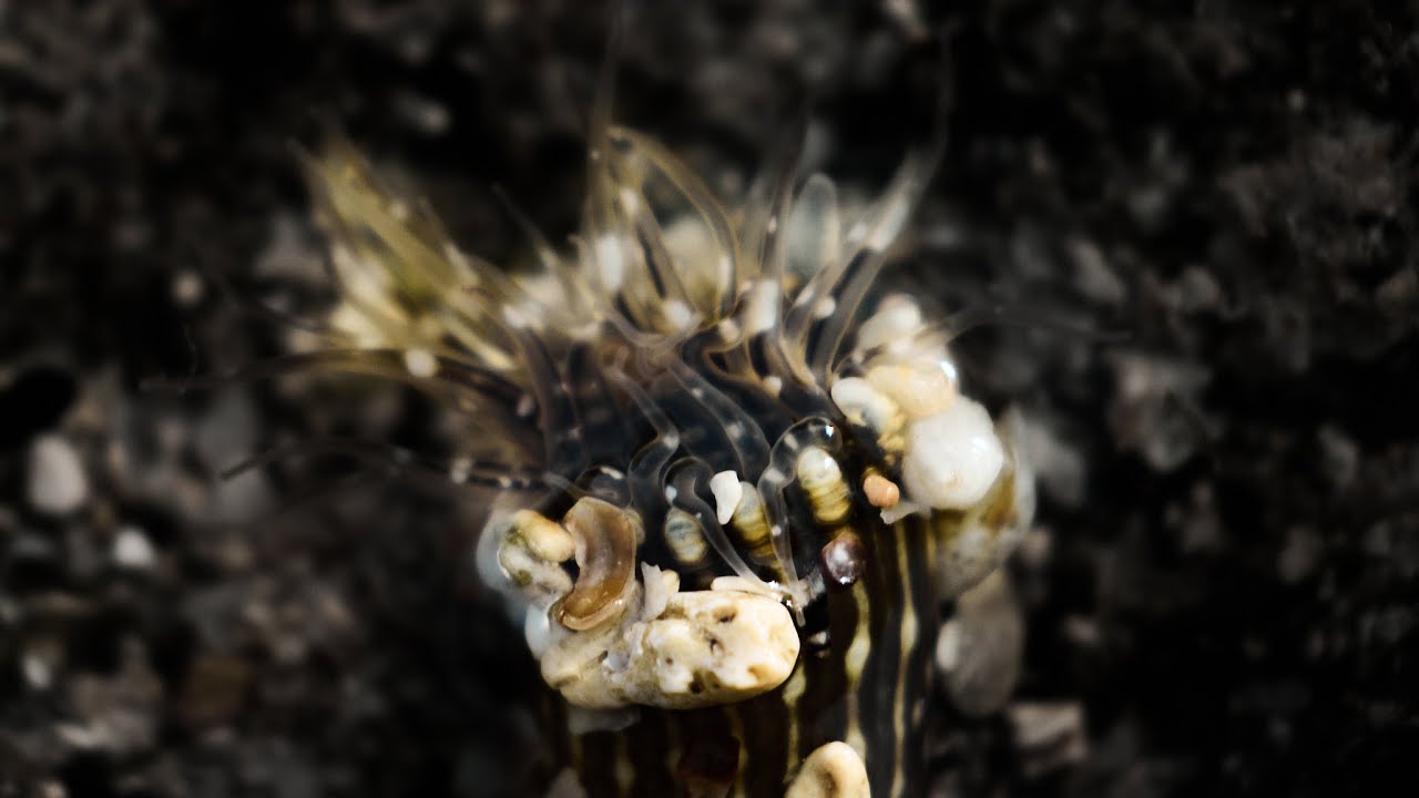 Spaghetti Worm Tentacles Under a Macro Lens