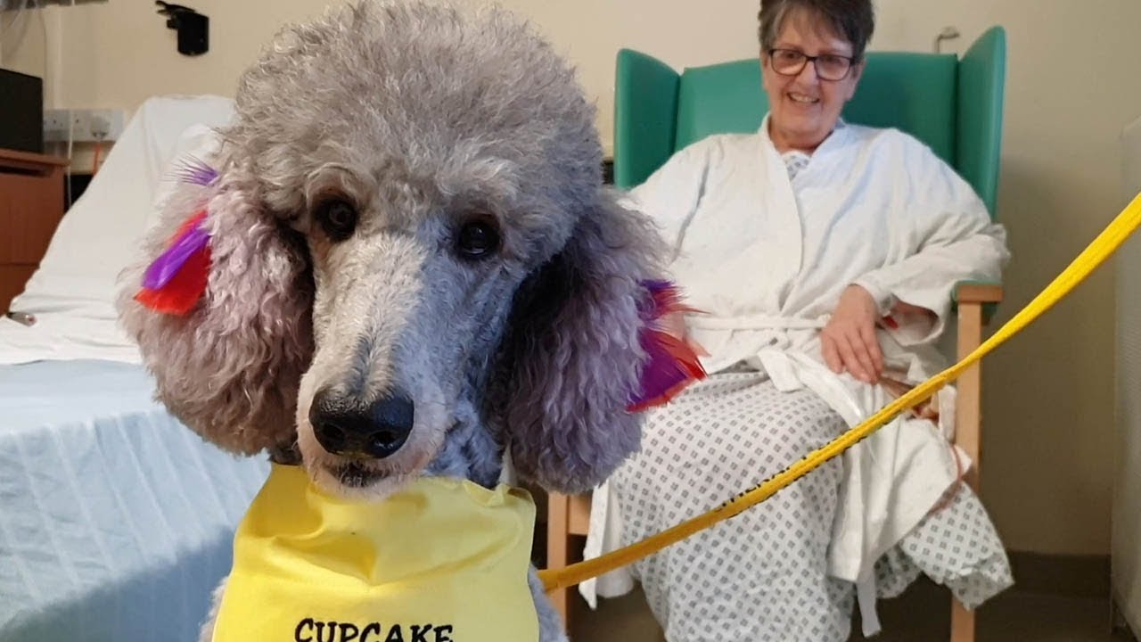 Pink Poodle Is Hospital Therapy Dog