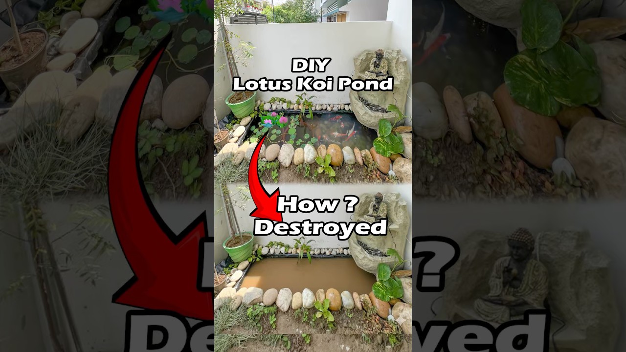 DIY Lotus Koi Pond Destroyed #diy #fishtank #lotus #lotusflower #koifish #aquarium #aquascape