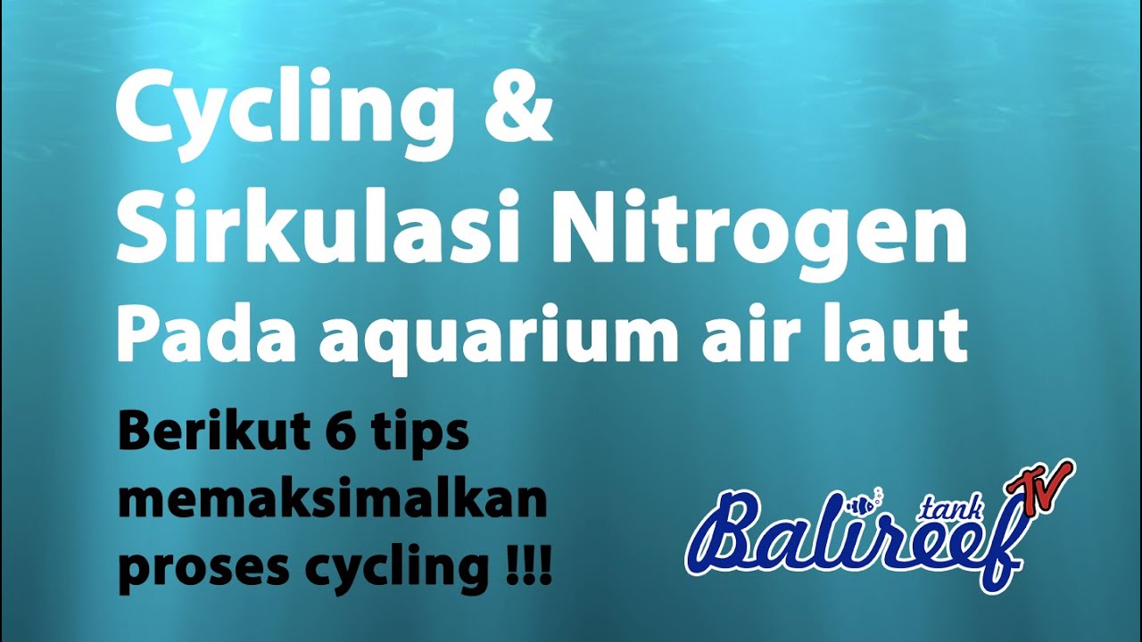 Cycling & sirkulasi nitrogen pada aquarium air laut