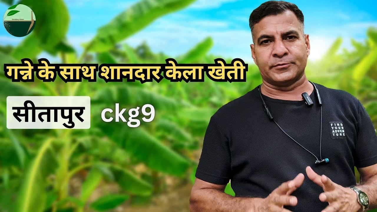 1440-Kisan karyashala : सहफसली गन्ने के साथ शानदार केला खेती सीतापुर #ckg9 Rahul Jawan के साथ।