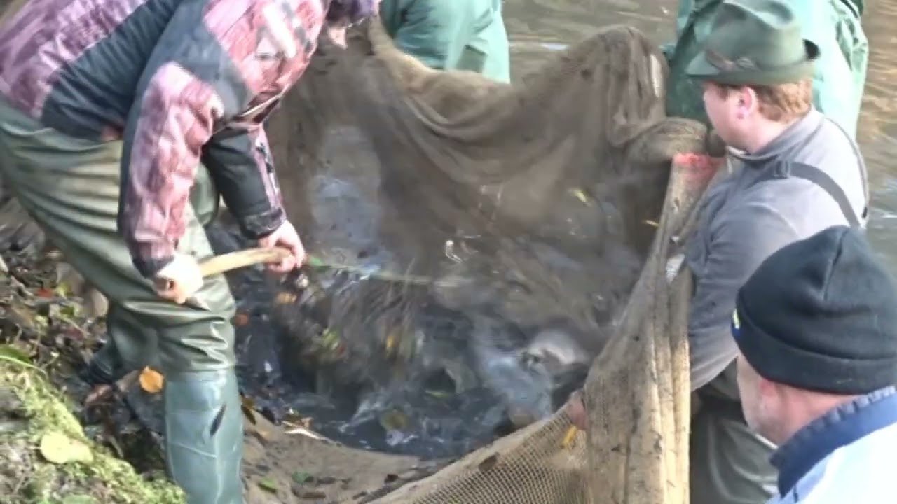 Výlov rybníku v Kolodějích 9.11.2024
