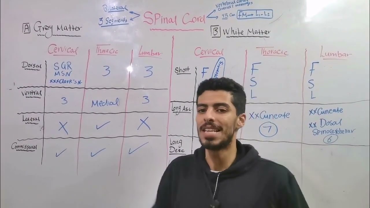 CNS 10 (Spinal cord 2)