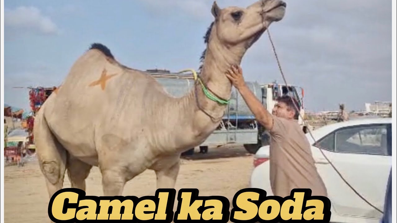Northern Bypass Mandi | Camel ka Soda 🐪