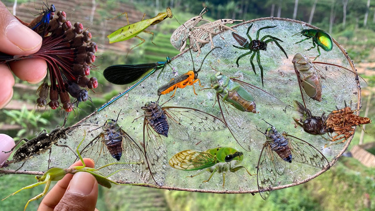 how to catch unique insects in the wild|cicada|dragonfly|praying mantis