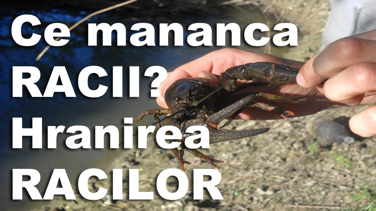 Idei de afaceri - Ce mananca racii, hranirea racilor | NextStep