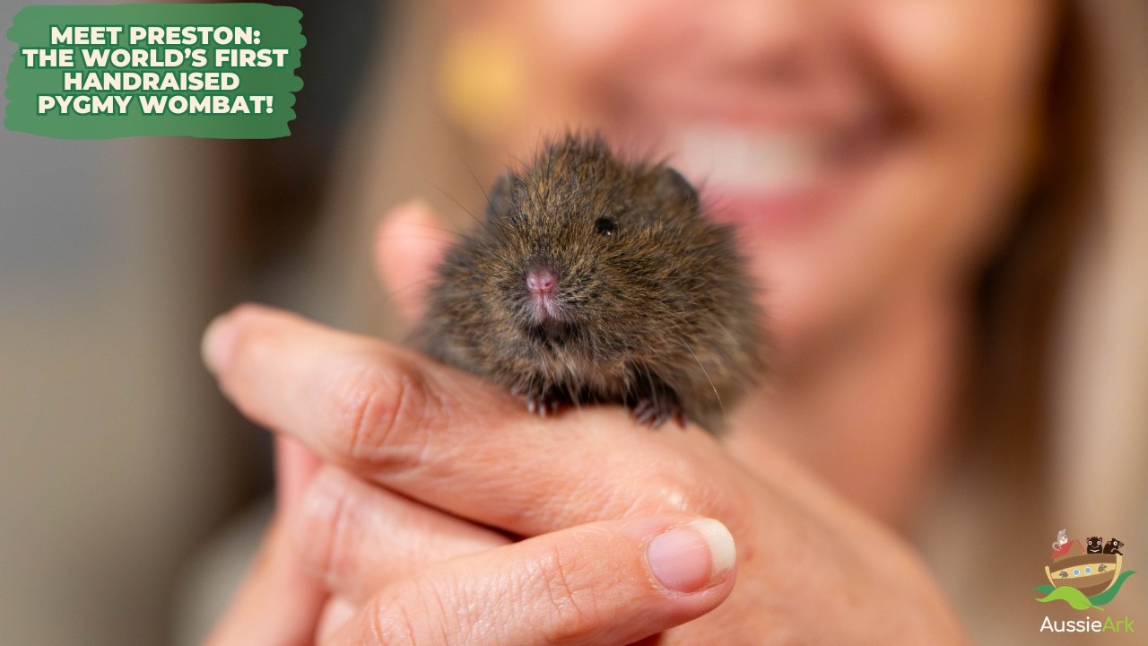 MEET PRESTON: THE WORLD'S FIRST HAND-RAISED PYGMY WOMBAT!