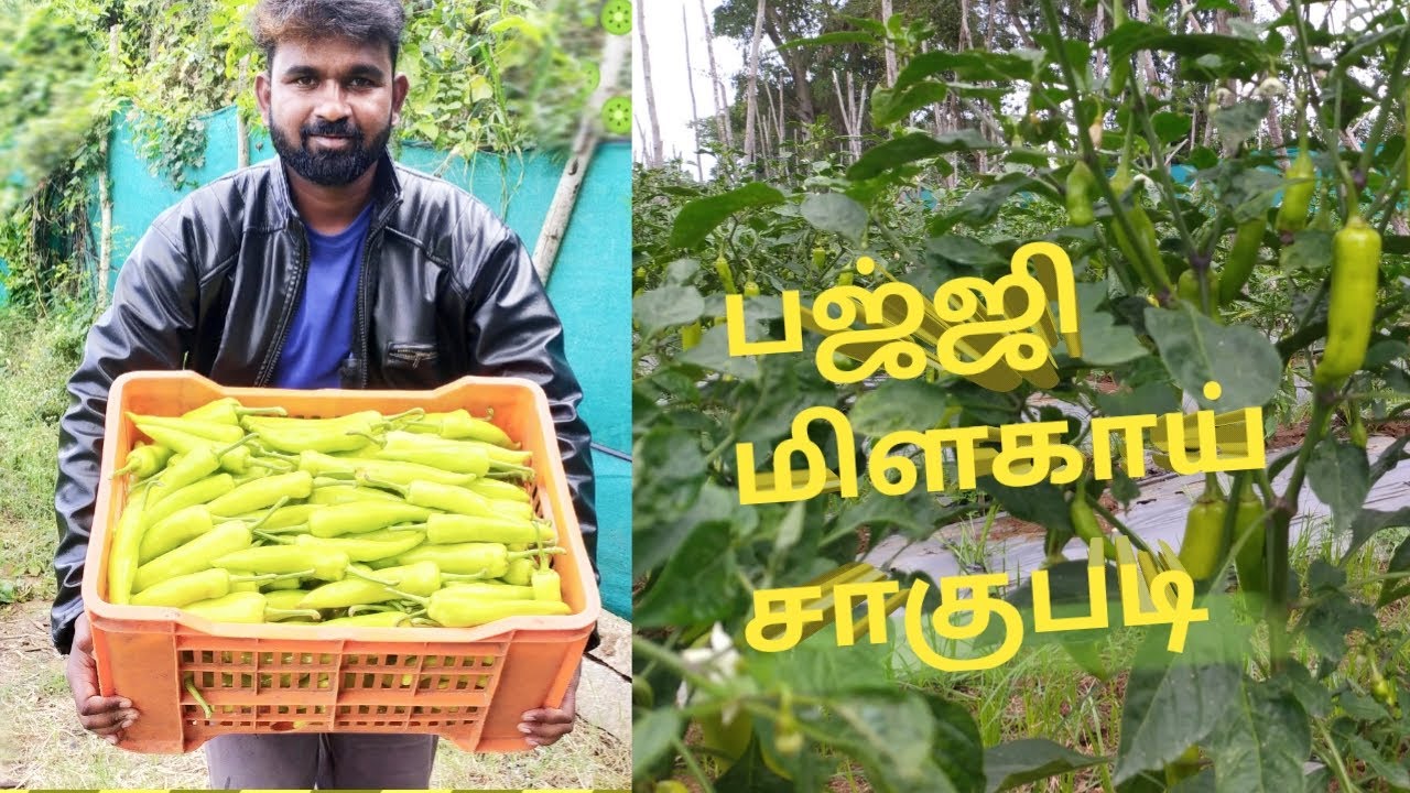பஜ்ஜிமிளகாய் சாகுபடி chilli review tamil
