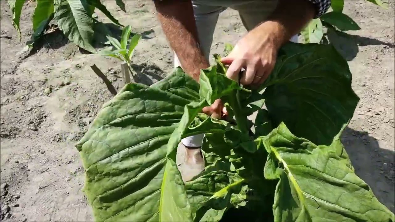 How to Harvest a Tobacco Plant