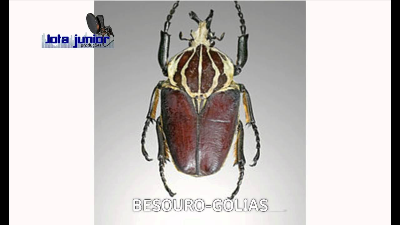 7 maiores insetos do mundo