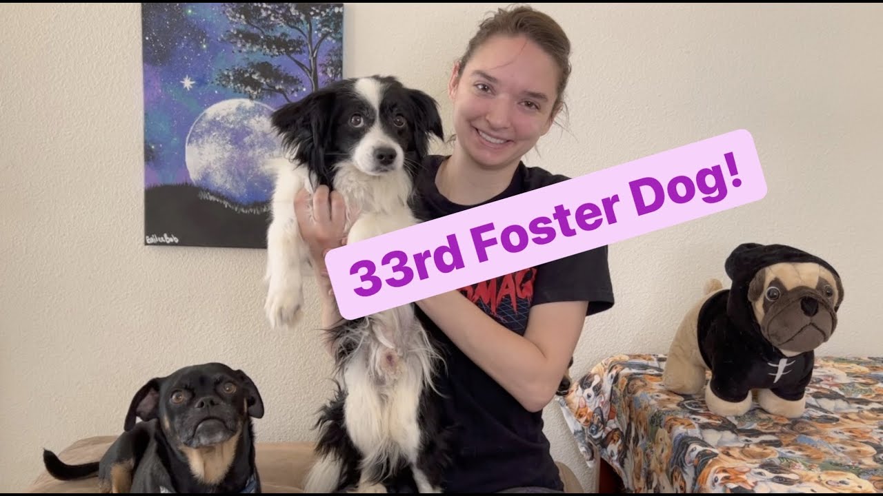 Foster Dog - Fresno / June 2022