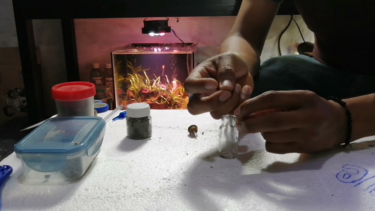 Trampa casera para planaria ( como deshacerte de 120, planarias en menos de una hora!!!!😵🍃🦐🔥😎