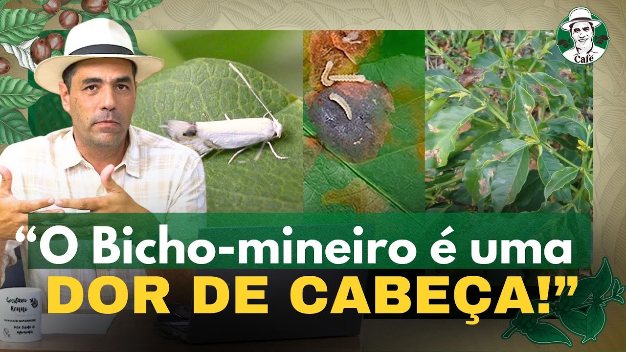 Bicho-mineiro: Veja como está essa praga nas princiais regiões do café!
