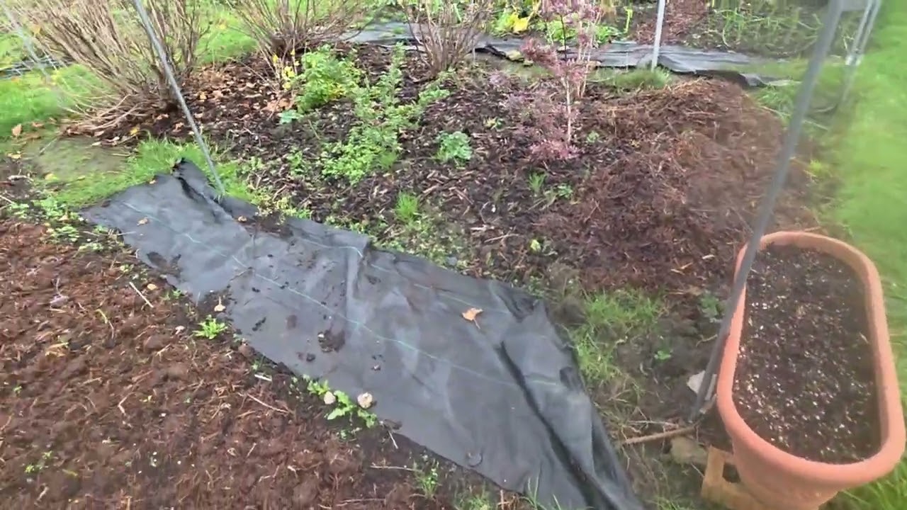 Quick tour and preparing the cauliflowers for winter