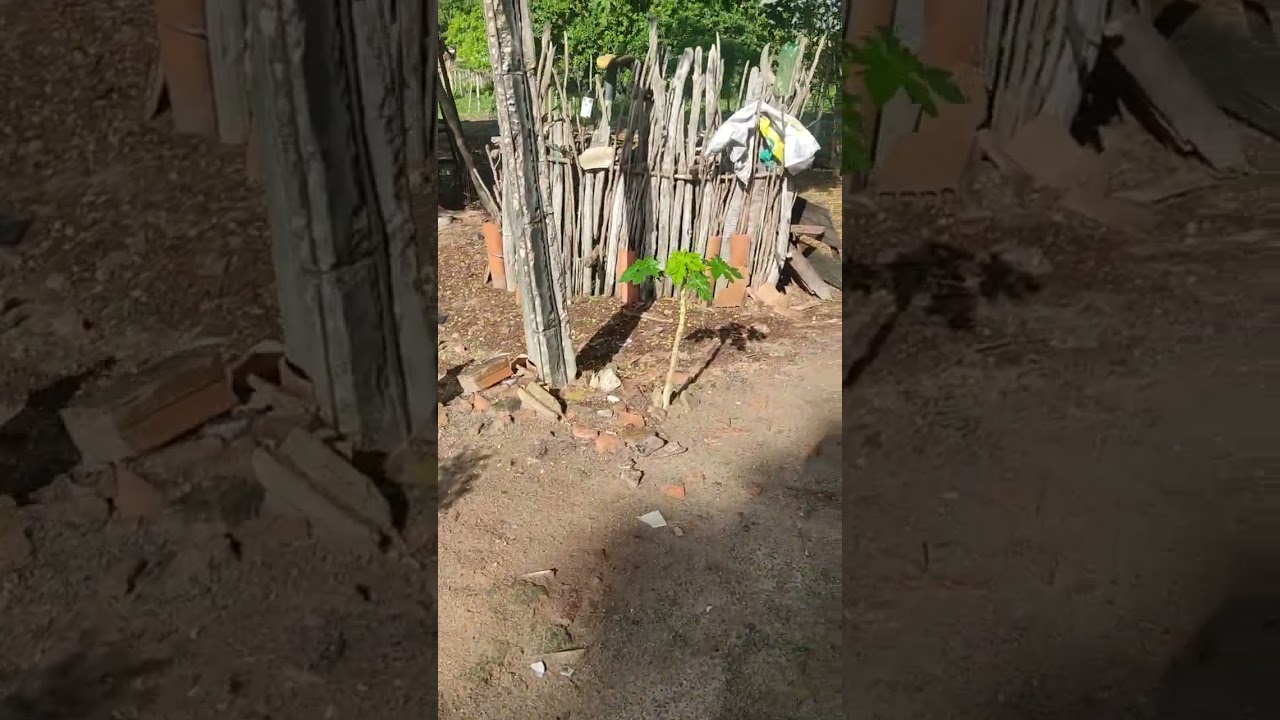 Comédia no ceará. O amanhecer do dia com as melodias dos pássaros.