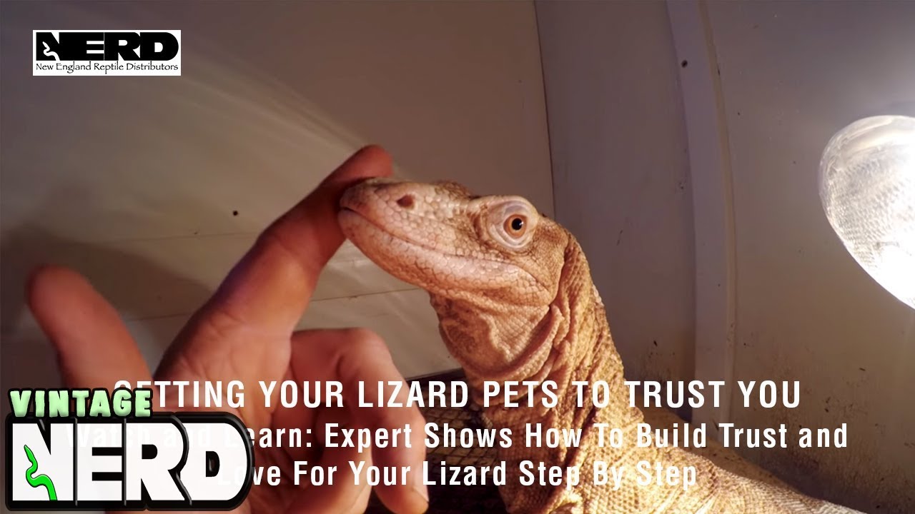 Getting Your Lizard Pets To Trust You