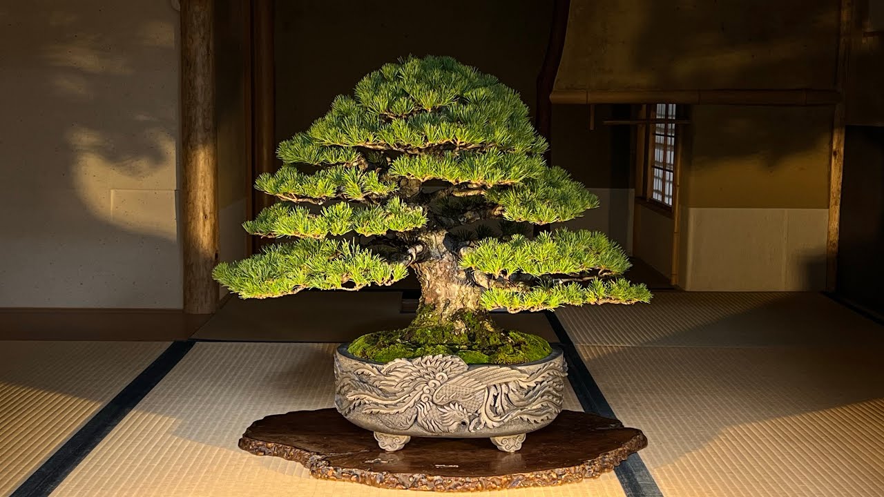 【盆栽師】TRADMAN’S BONSAI 小島鉄平氏と株式会社大佛 庄司達馬｜盆栽與瓦盆打造的神獸世界 #2024.11.40