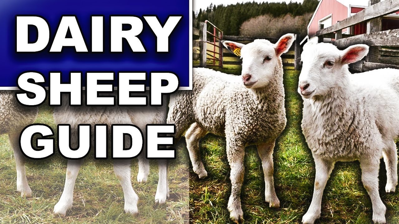 HOW TO RAISE DAIRY SHEEP (for beginners) | Where to Buy Dairy Sheep, Milk Sheep Breeds, What to Feed