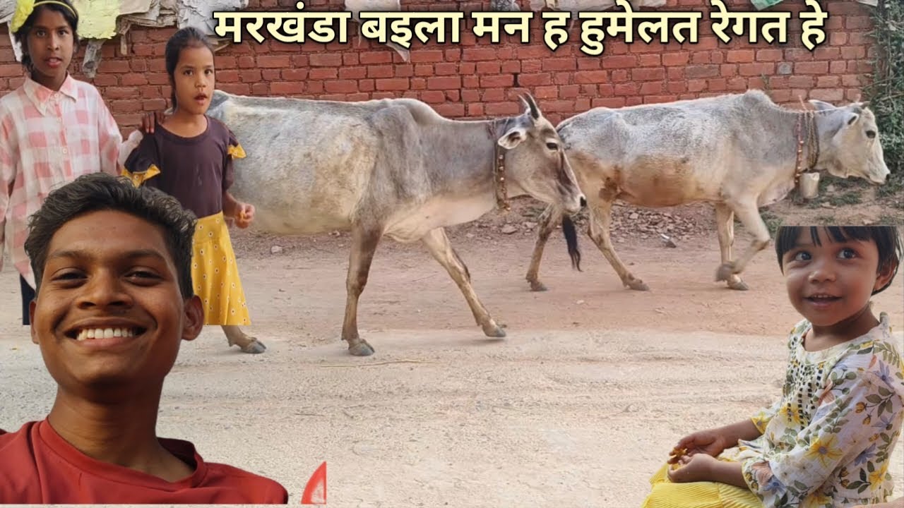 मरखंडा बइला मन ह हुमेलत रेगत हे !