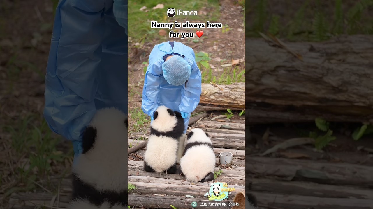 Lovely Interactions Between Panda Babies And Nanny ❤️ | iPanda #shorts