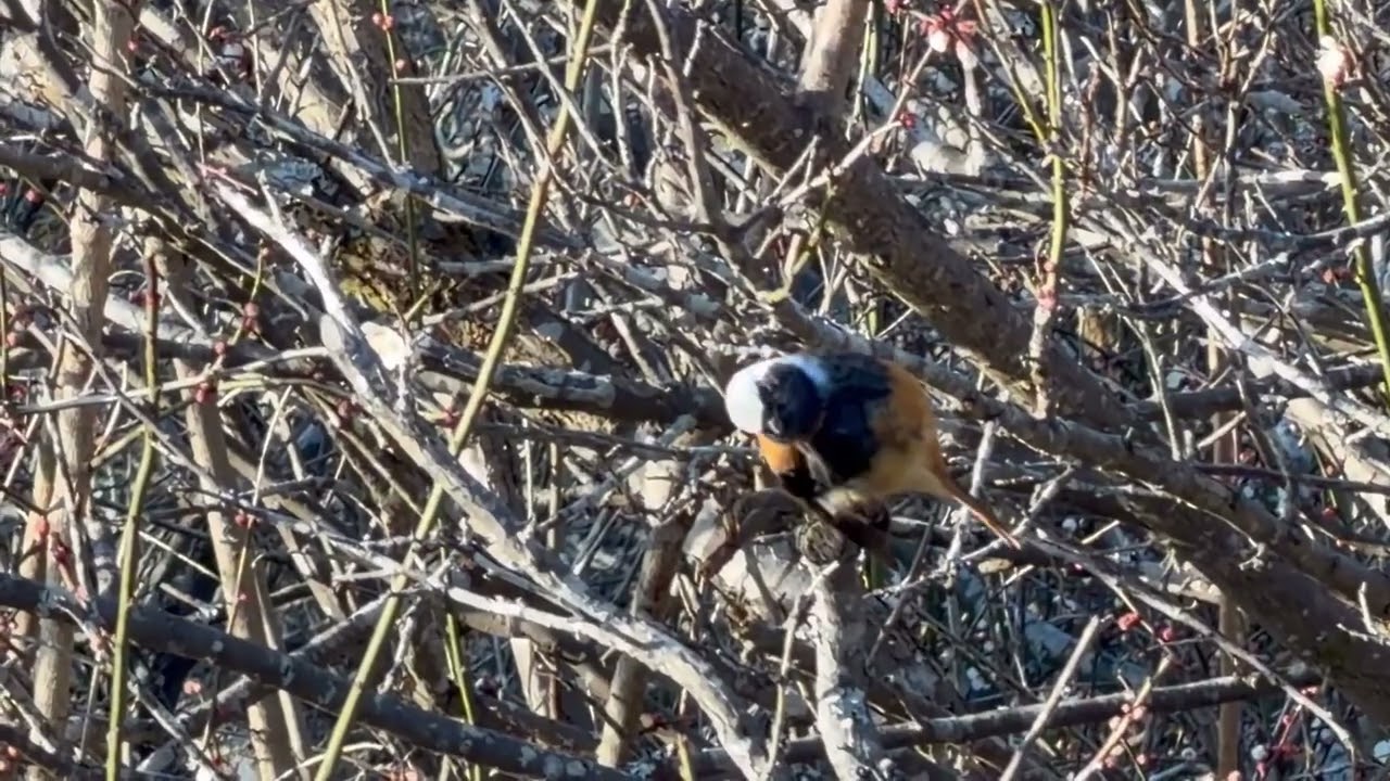 2026年2月6日　野鳥（ジョウビタキ）