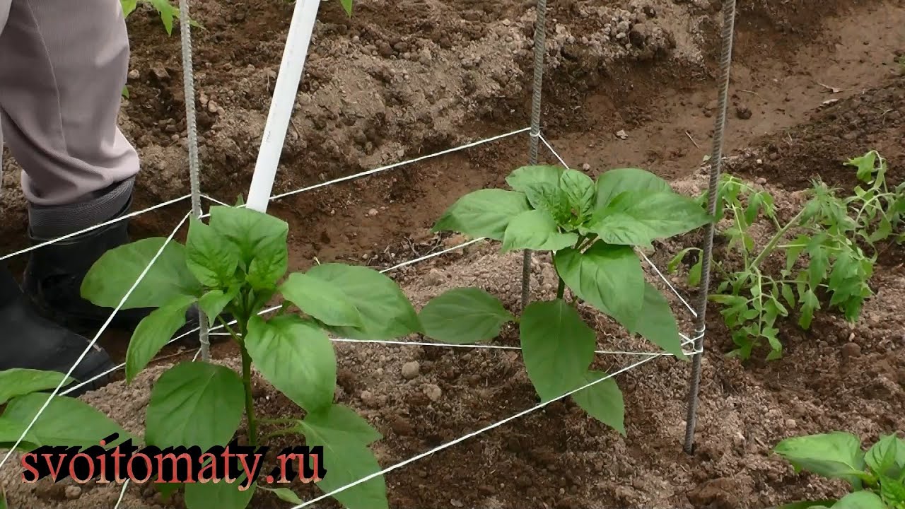 Теперь подвязываю перцы только так