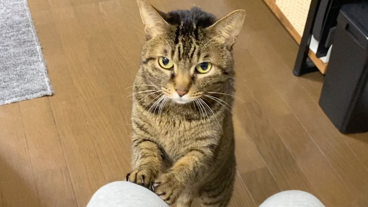 実は俺に甘えてくることもある凶暴猫てんちゃん　まとめ