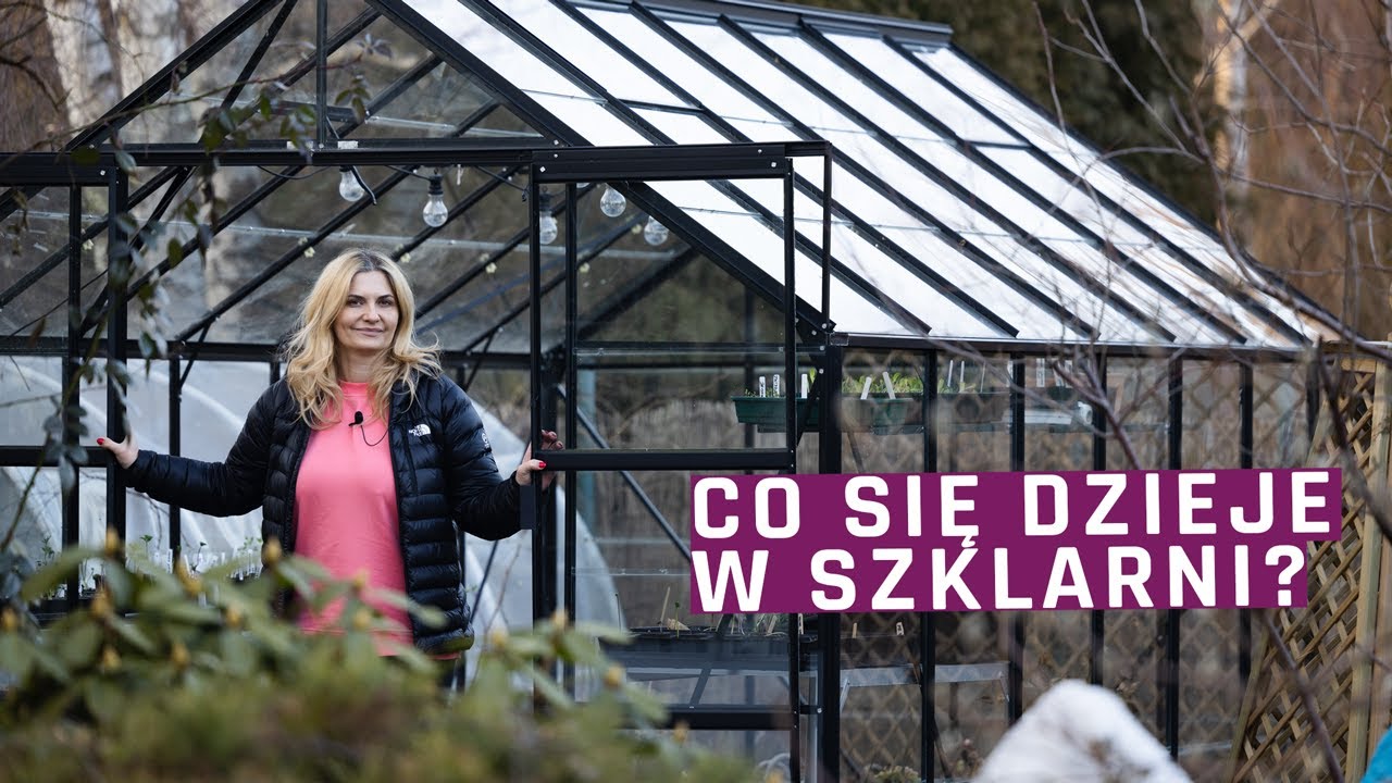 Co się dzieje w szklarni - jak wyglądają moje rozsady : groszki  , anemony, jaskry,  tulipany.
