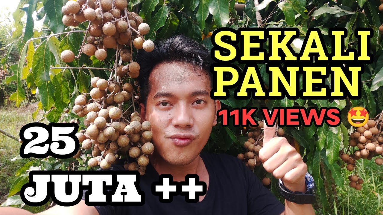 PETANI UNTUNG BESAR‼️ KARENA SEKALI PANEN BISA DAPAT 25 JUTA❗ KELENGKENG NEW KRISTAL‼️