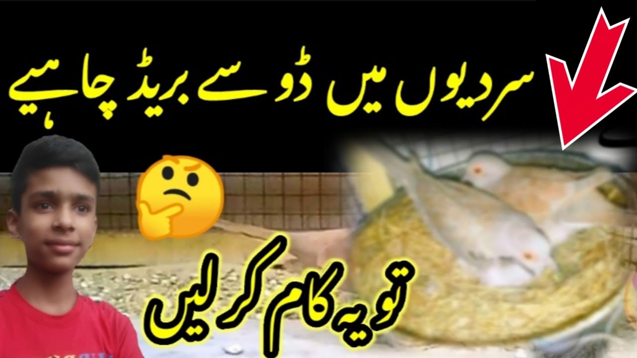 Sardi me Dove Se Breed Lane Ka Tariqa🤗 | Diamond Dove Breeding Formula | Diamond Dove Care in Winter