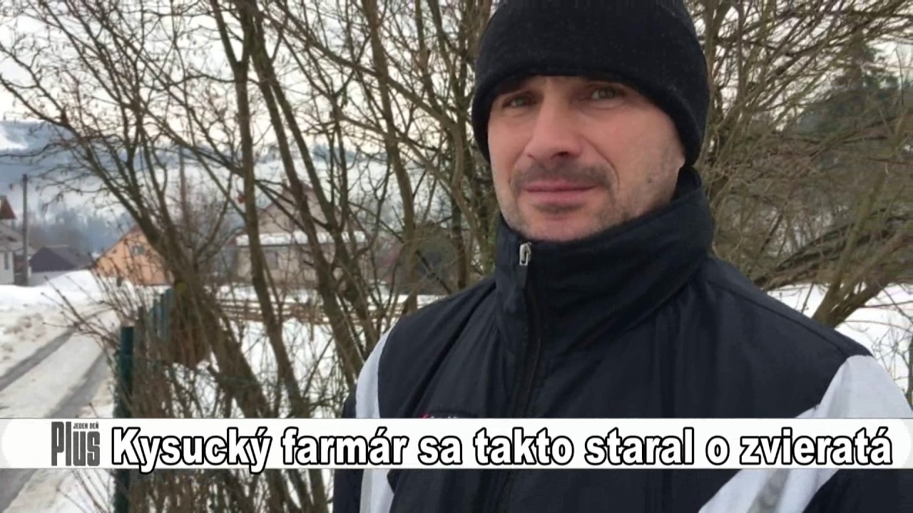 Kysucký farmár natlačil do svojho auta dvoch malých býkov