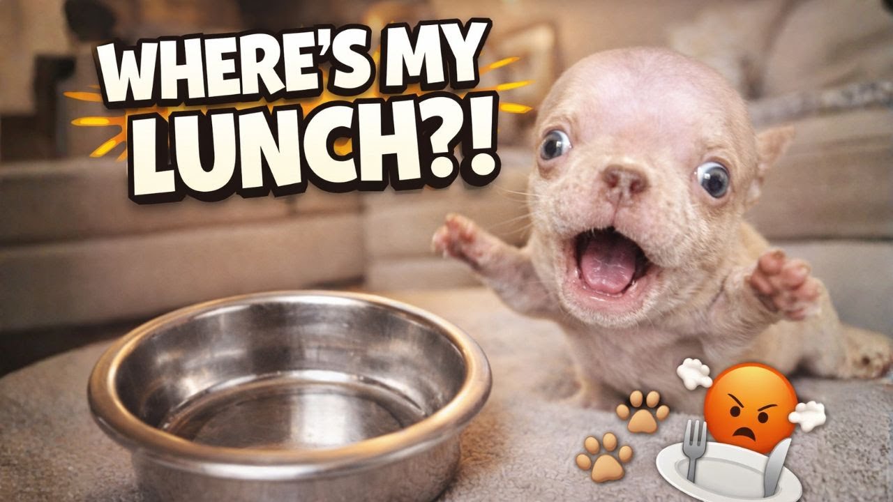 Tiny Puppy Throws a Fit Because Lunch Took Too Long 😤🐾🍽️.