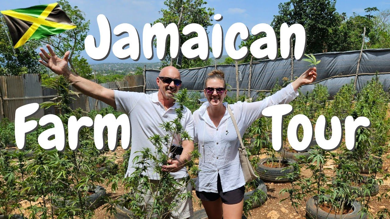 Exploring a Jamaican Cannabis Farm 🇯🇲 | Montego Bay