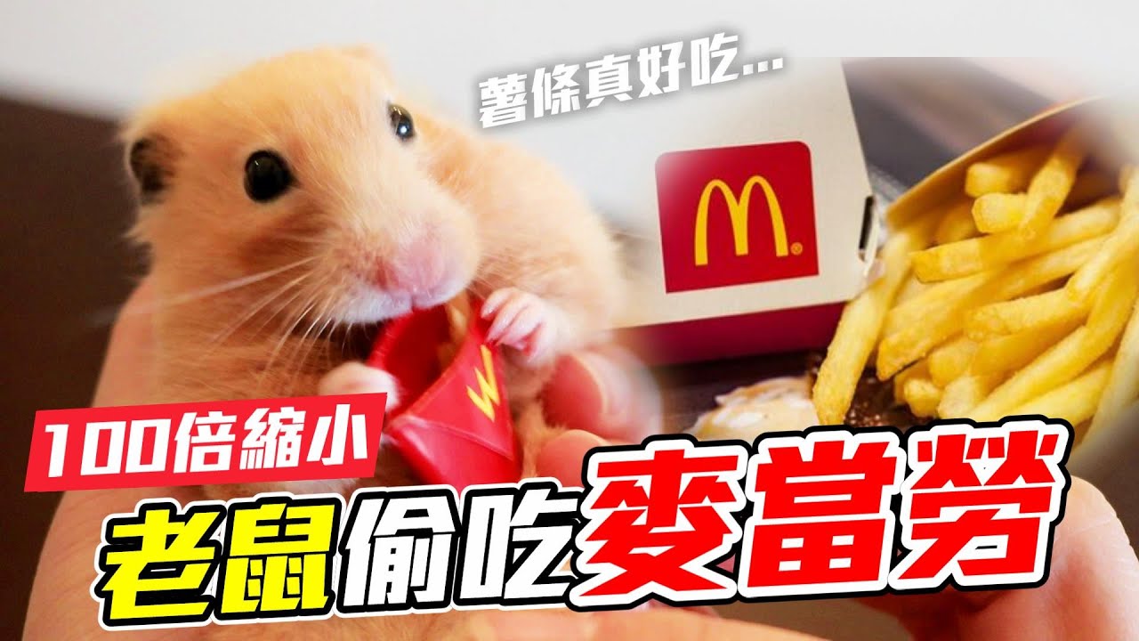 【維鼠日記】把麥當勞縮小100倍，老鼠們吃得超開心?!【維特】#98