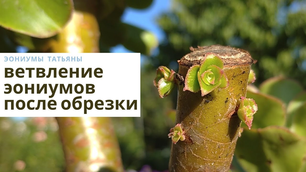 Ветвление эониумов после обрезки