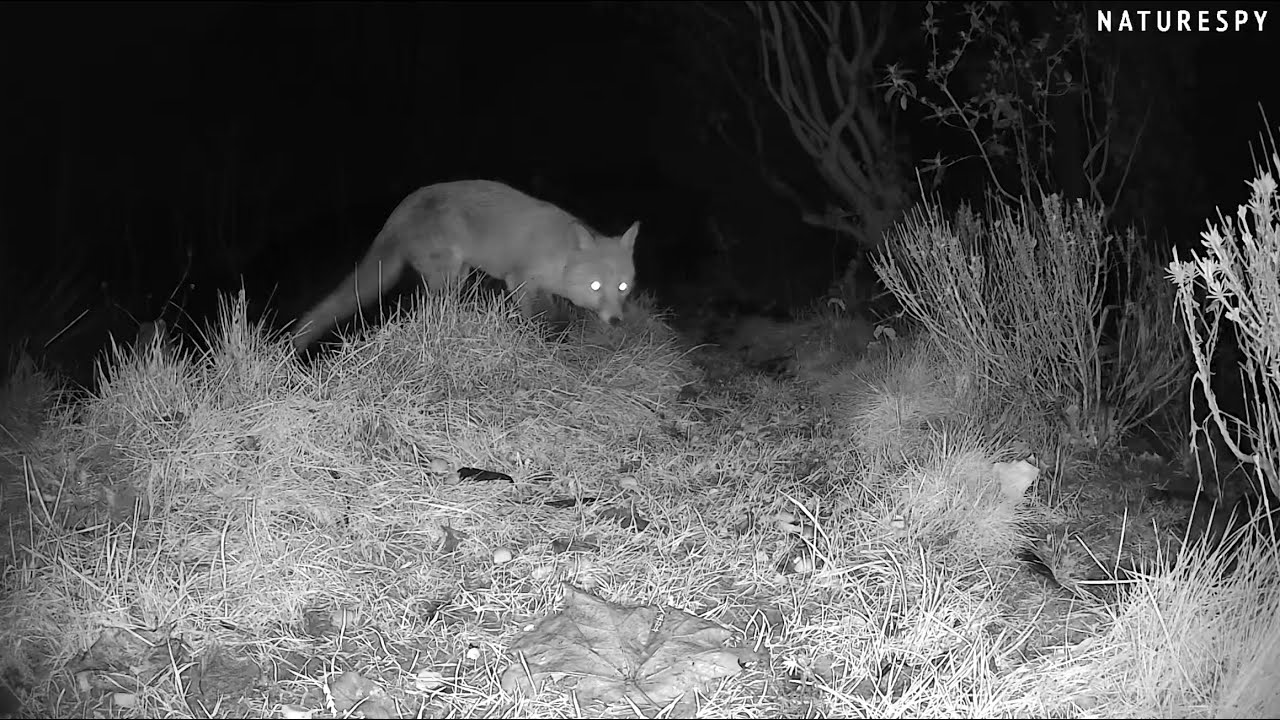 Lovely Red Fox Vixen Feeding