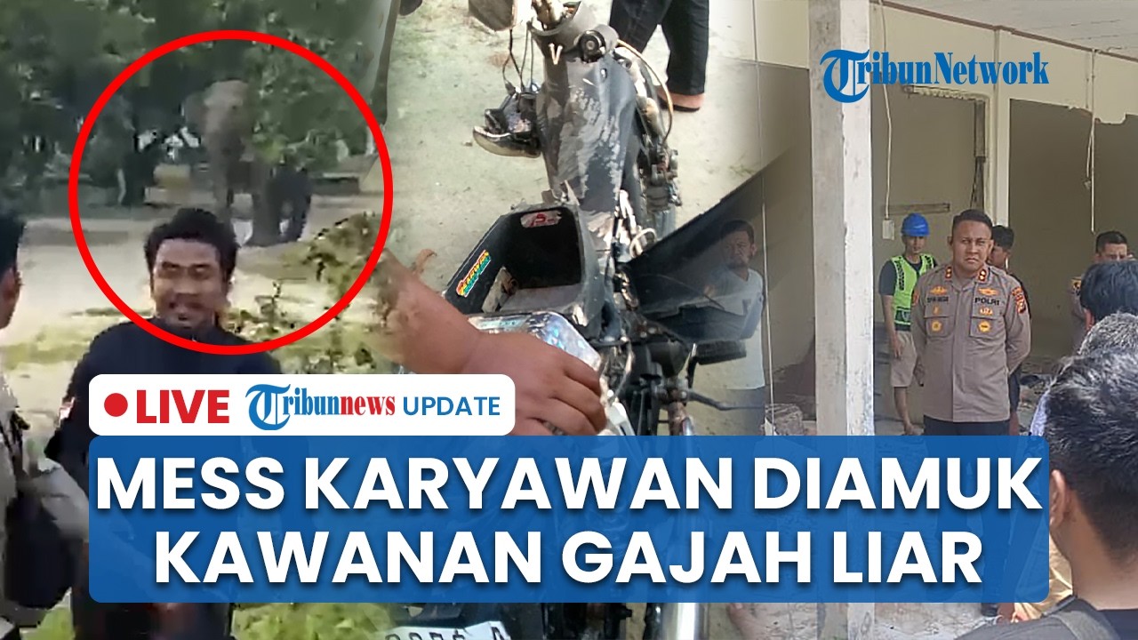 🔴 LIVE: Belasan Gajah Liar Amuk Mess Karyawan di Siak Riau, Dinding Roboh hingga Motor Rusak
