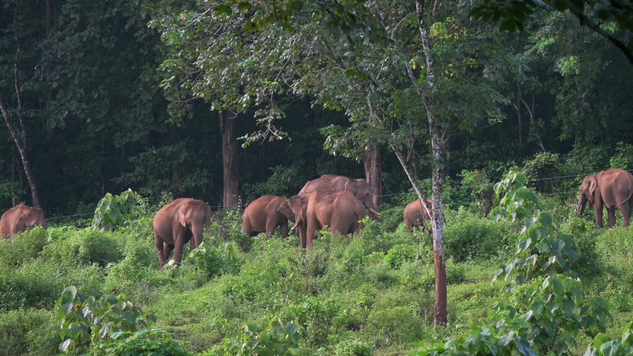ആനകൾ വിരുന്നെത്തുന്ന സ്ഥലം |CHOKKANA 🐘🐘🐘🐘🐘