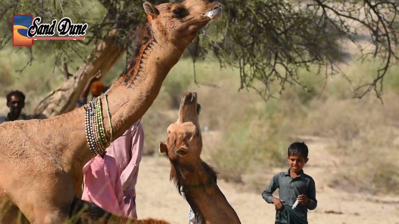 Camel mating:-My mad camel mating a minor (f) camel at our village#تزاوج الجمل#تزاوج الحيوانات