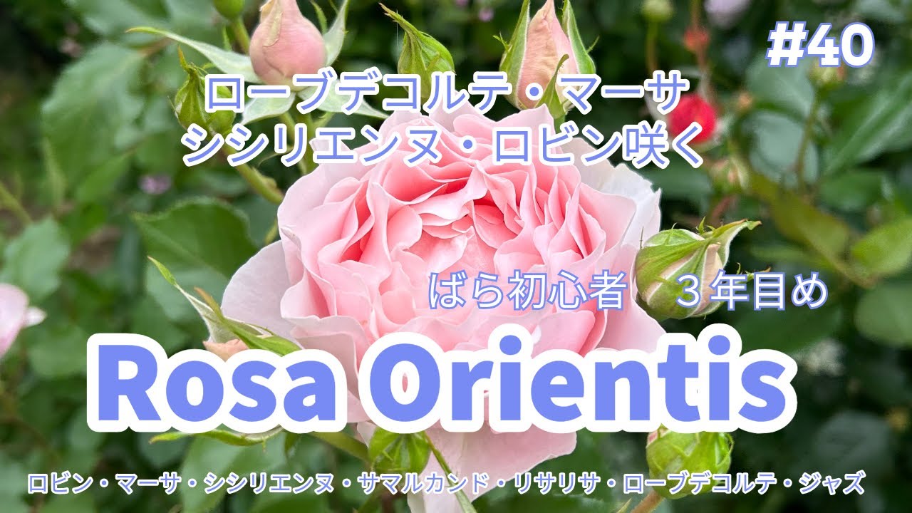 【バラ初心者】#40 ローブデコルテ・マーサ・シシリエンヌ・ロビン咲く🌱