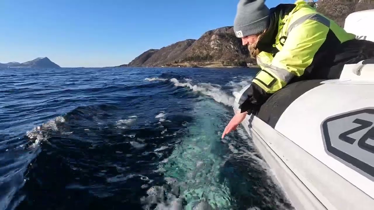Team Hvaldimir Boat Follow | OneWhale.org