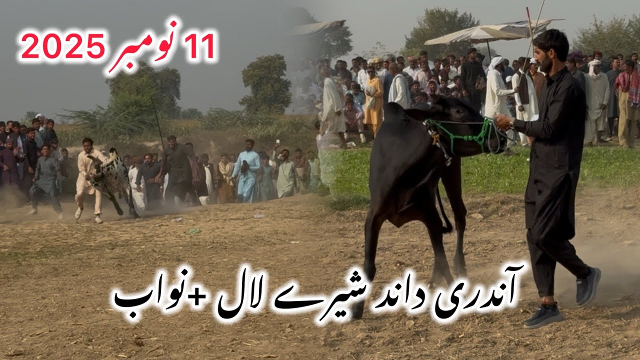11￼ November ￼2025 New Bull Race Updates 5 Mints Bail Dor شیرے لال+نواب 