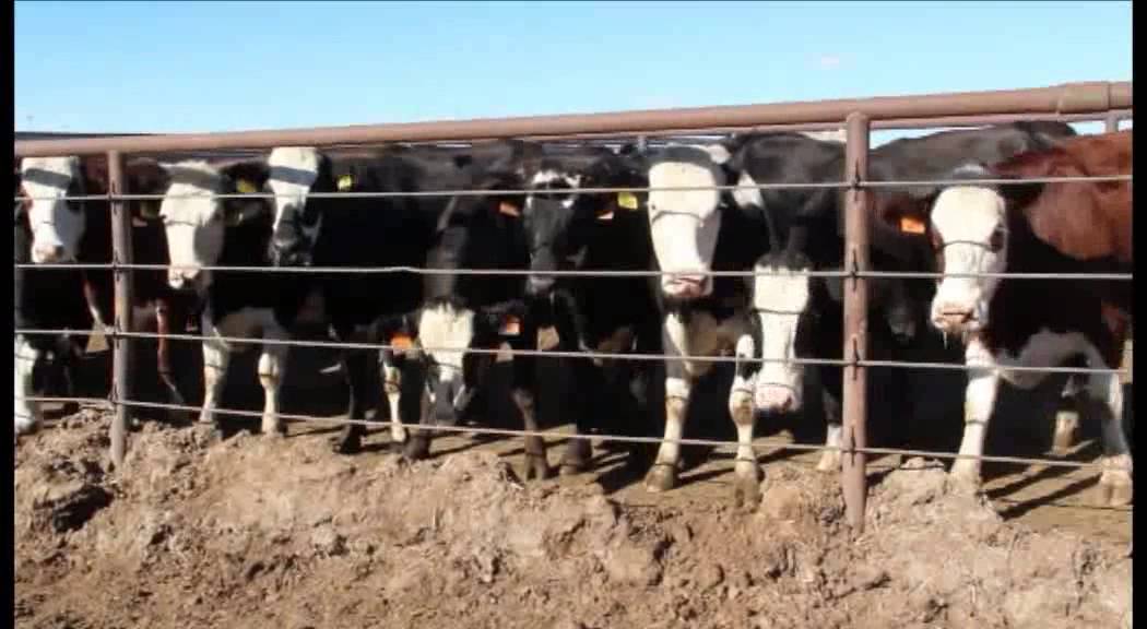 The benefits of crossbreeding dairy cattle. ProCross dairyman Ben Andersen, Idaho US