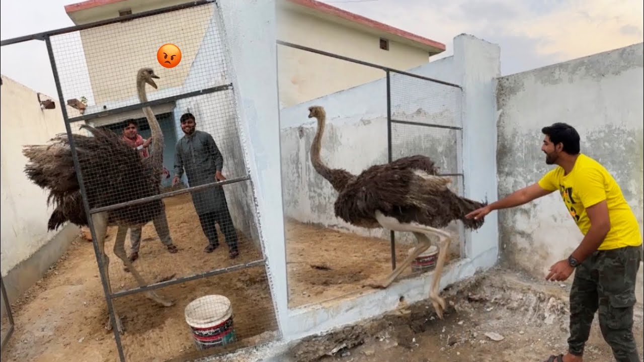 Ostrich Ko Baher Nikalna Mehnga Pr Gea 😁