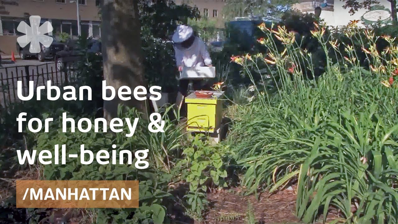 NYC beekeeping: embracing a once banned activity