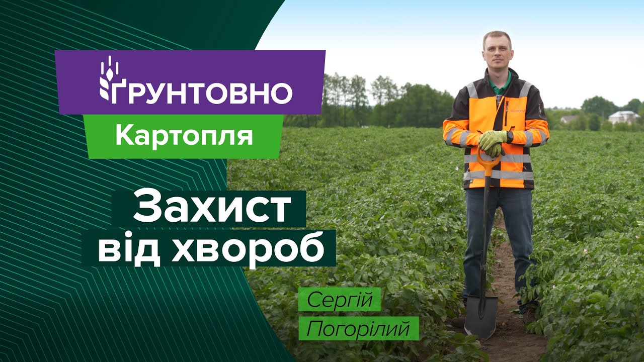 Альтернаріоз, фітофтороз і град: як треба захищати картоплю