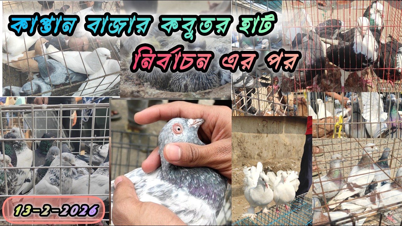 13-2-2026 কাপ্তান বাজার কবুতরের হাট। Kaptanbazar kobutor hat, #kaptan_bazar_kobutor_hat #kabutar