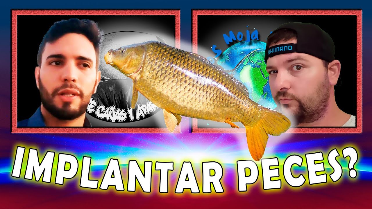 ✅SEMBRAMOS PECES EN NUESTROS LAGOS Y TAJAMARES // Los Moja Piolas X Entre Ca&ntilde;as y Aparejos // Pesca