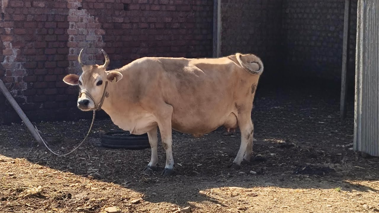 मेरी सारी मुर्गी एवं बकरियां है मेरे चैनल को सब्सक्राइब करें 🌸🐐🐄🐝🍯#ट्रेंडिंग #explorpag #trending 