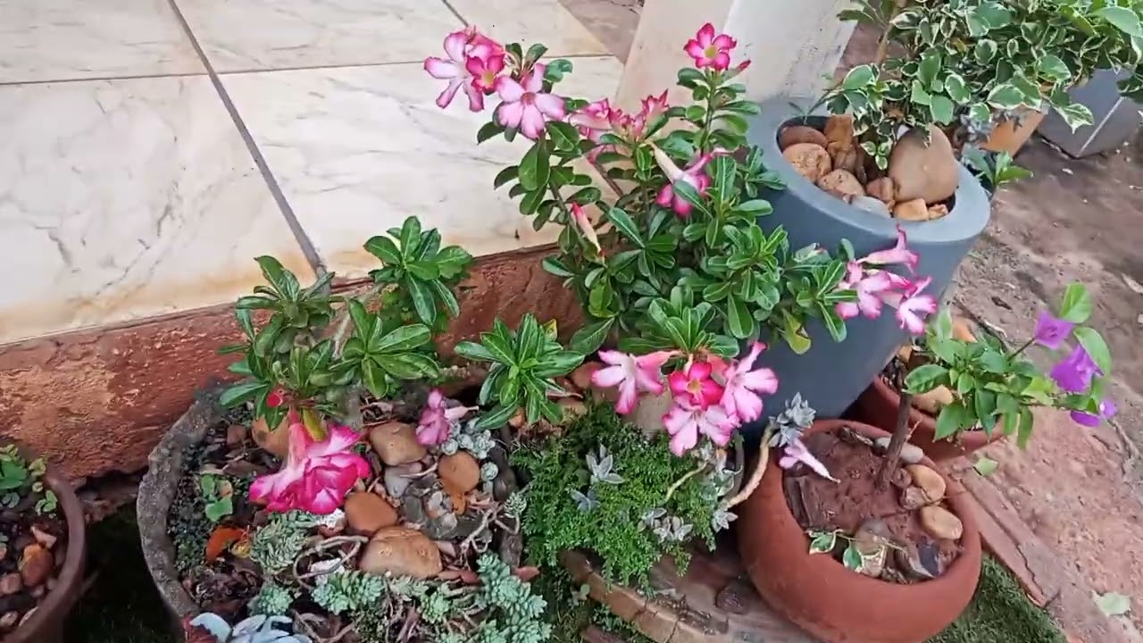 Vivendo o sitio na cidade